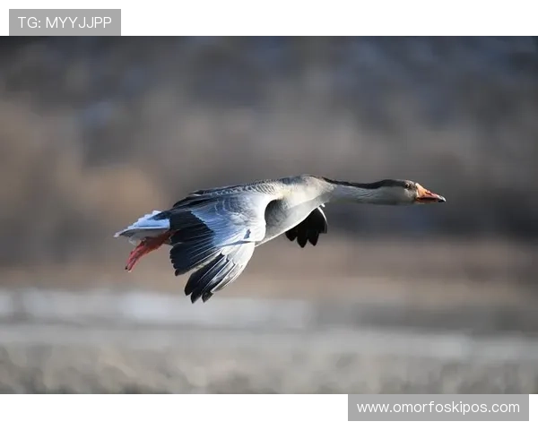 PA俱乐部官网注册流程详解及使用指南，让你轻松成为会员一员